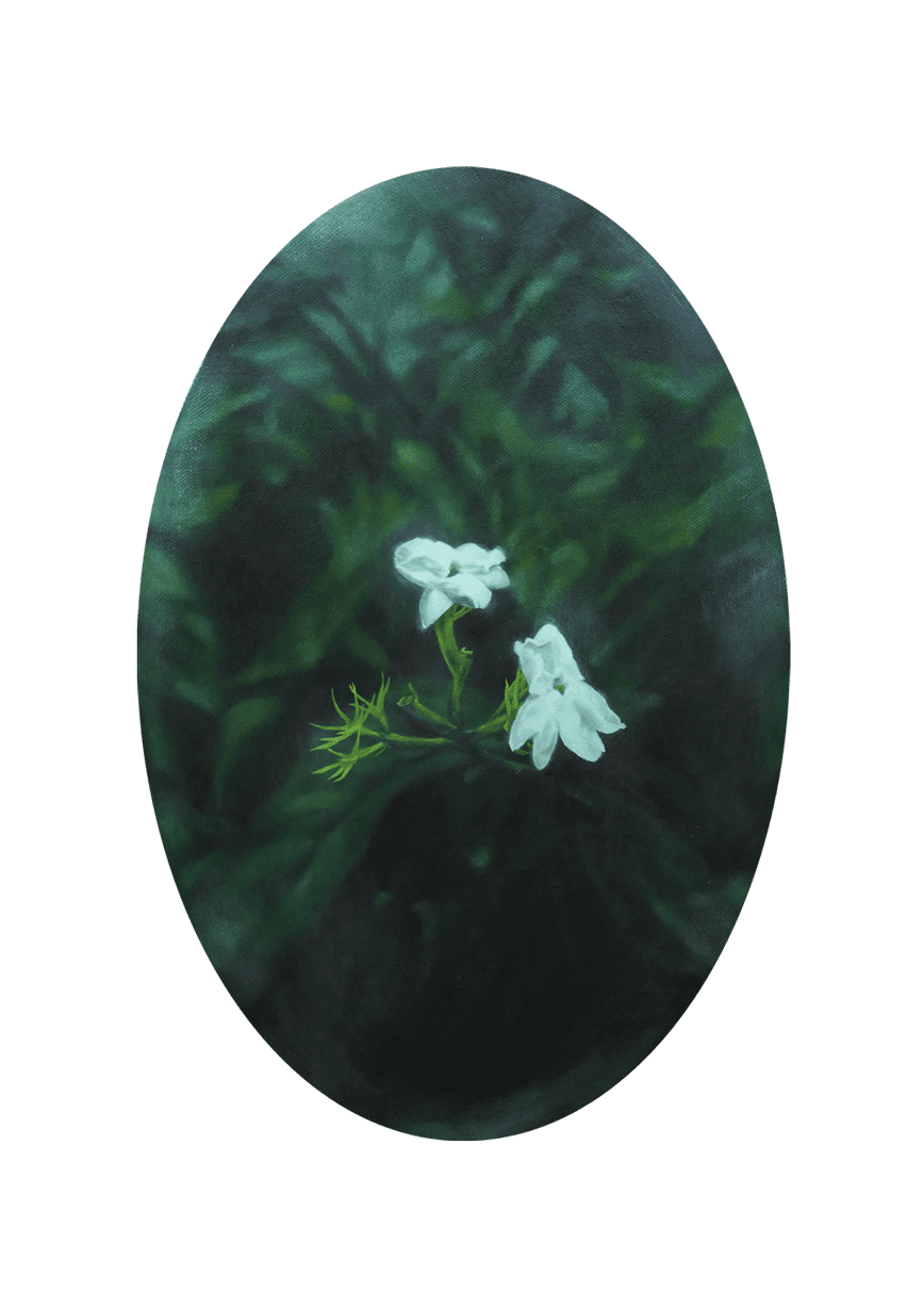 a study of sampaguita